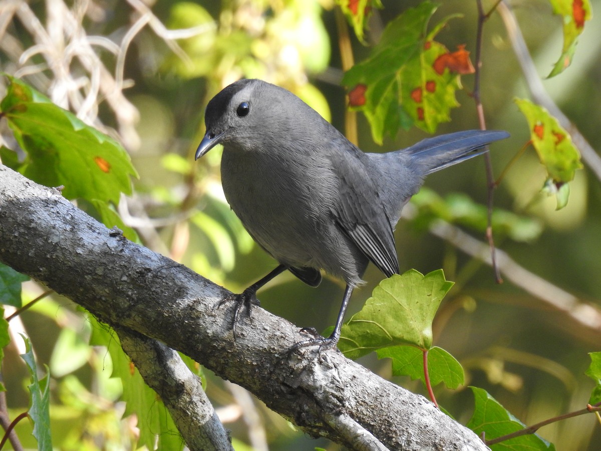 Gray Catbird - ML643792218