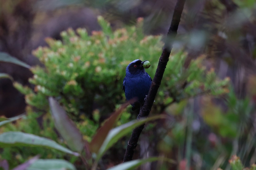 Masked Flowerpiercer - ML643792241