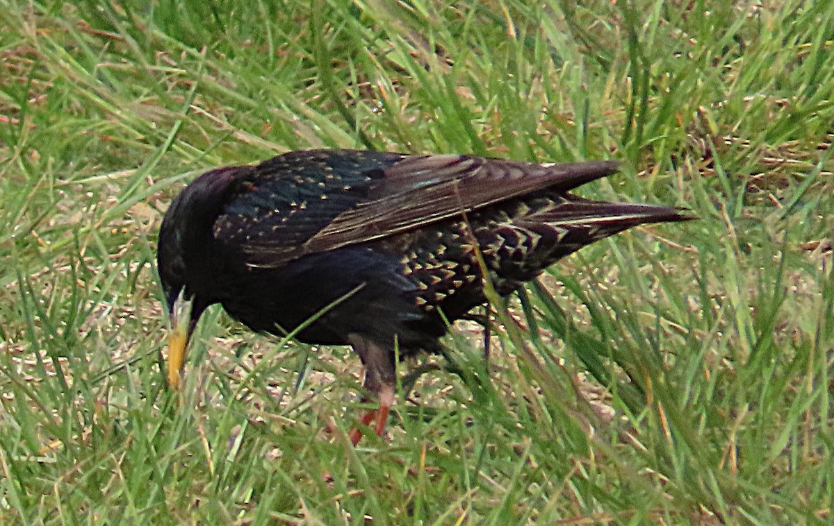European Starling - ML643792246