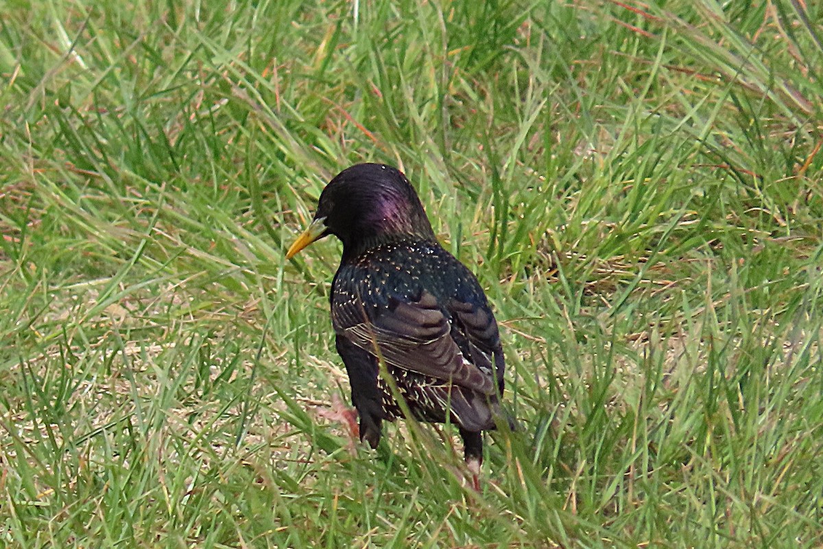 European Starling - ML643792247