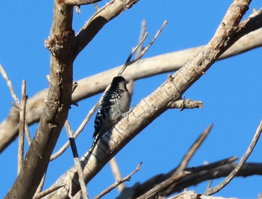 Ladder-backed Woodpecker - ML643792248
