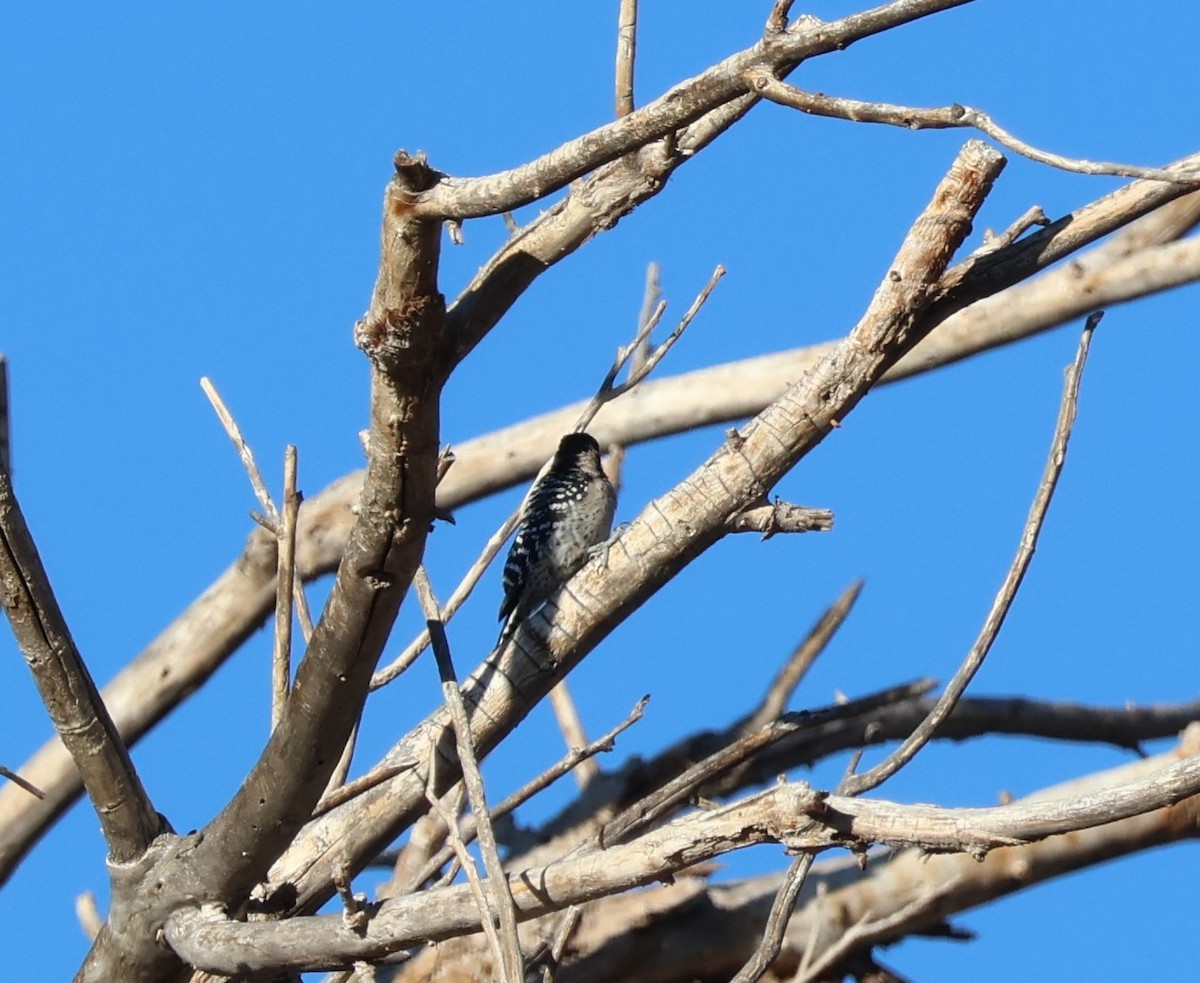Ladder-backed Woodpecker - ML643792249