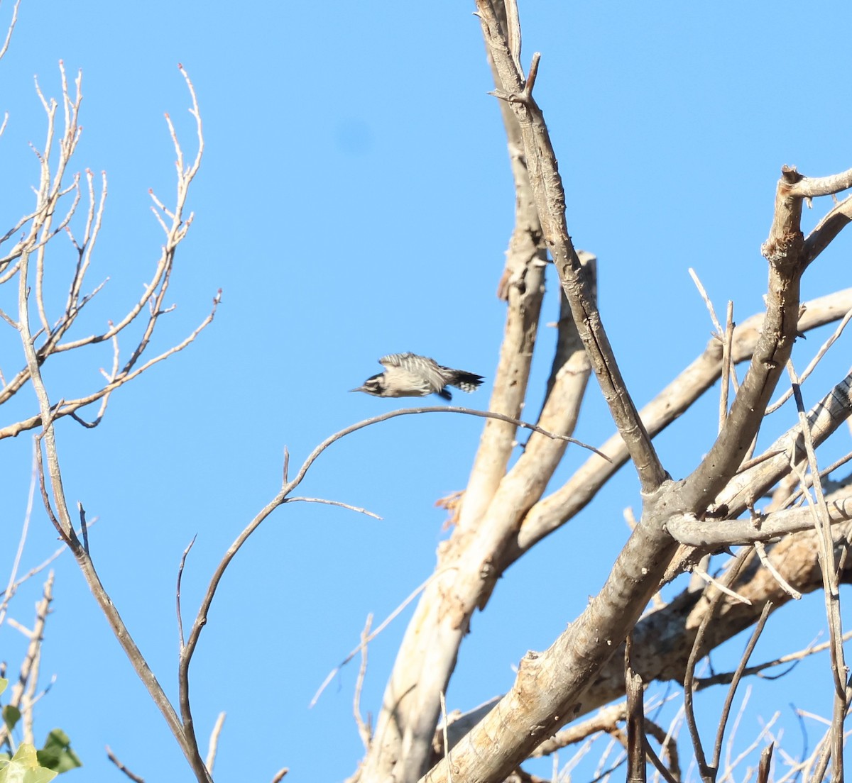 Ladder-backed Woodpecker - ML643792250