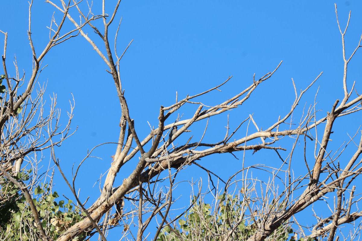 Ladder-backed Woodpecker - ML643792251