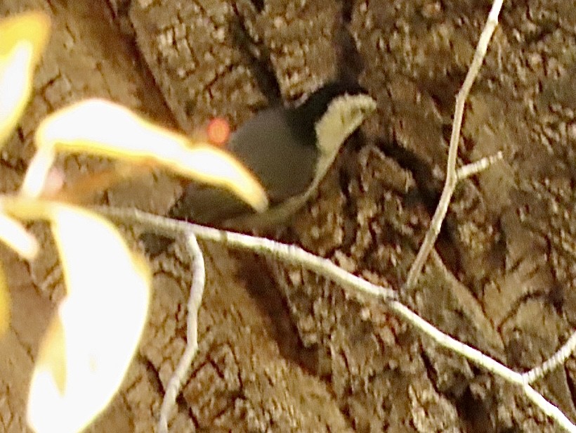 White-breasted Nuthatch - ML643792252