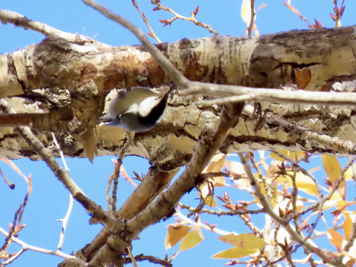White-breasted Nuthatch - ML643792253