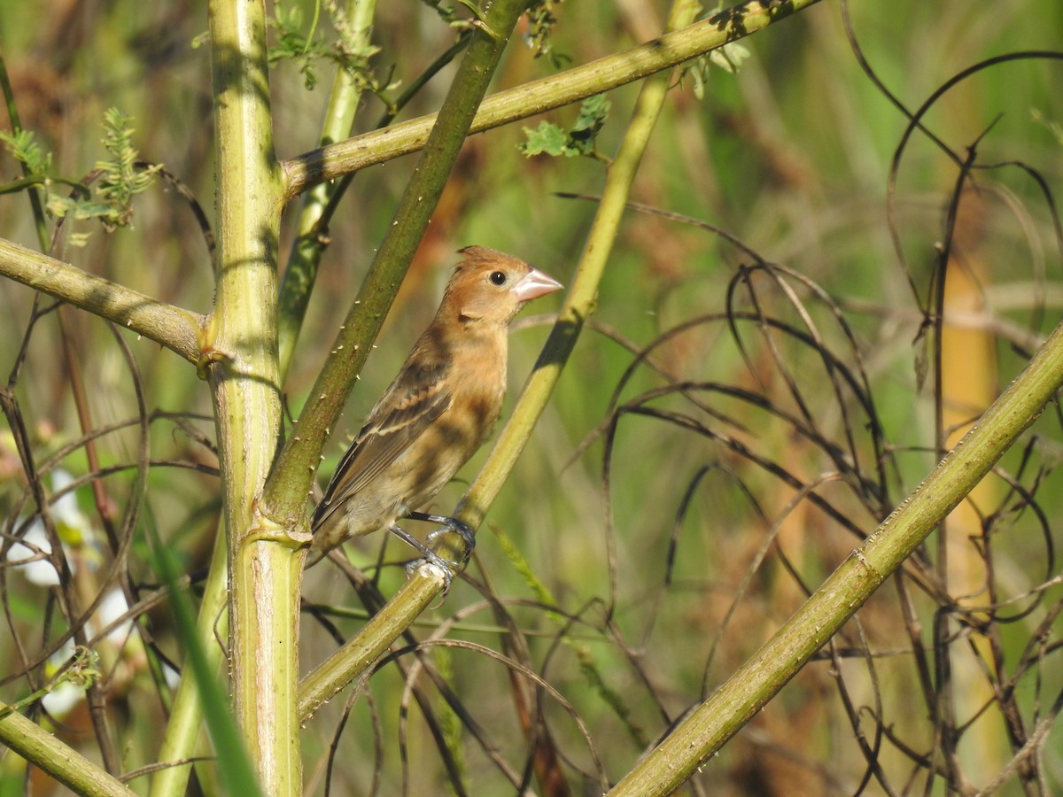Indigo Bunting - ML643792264
