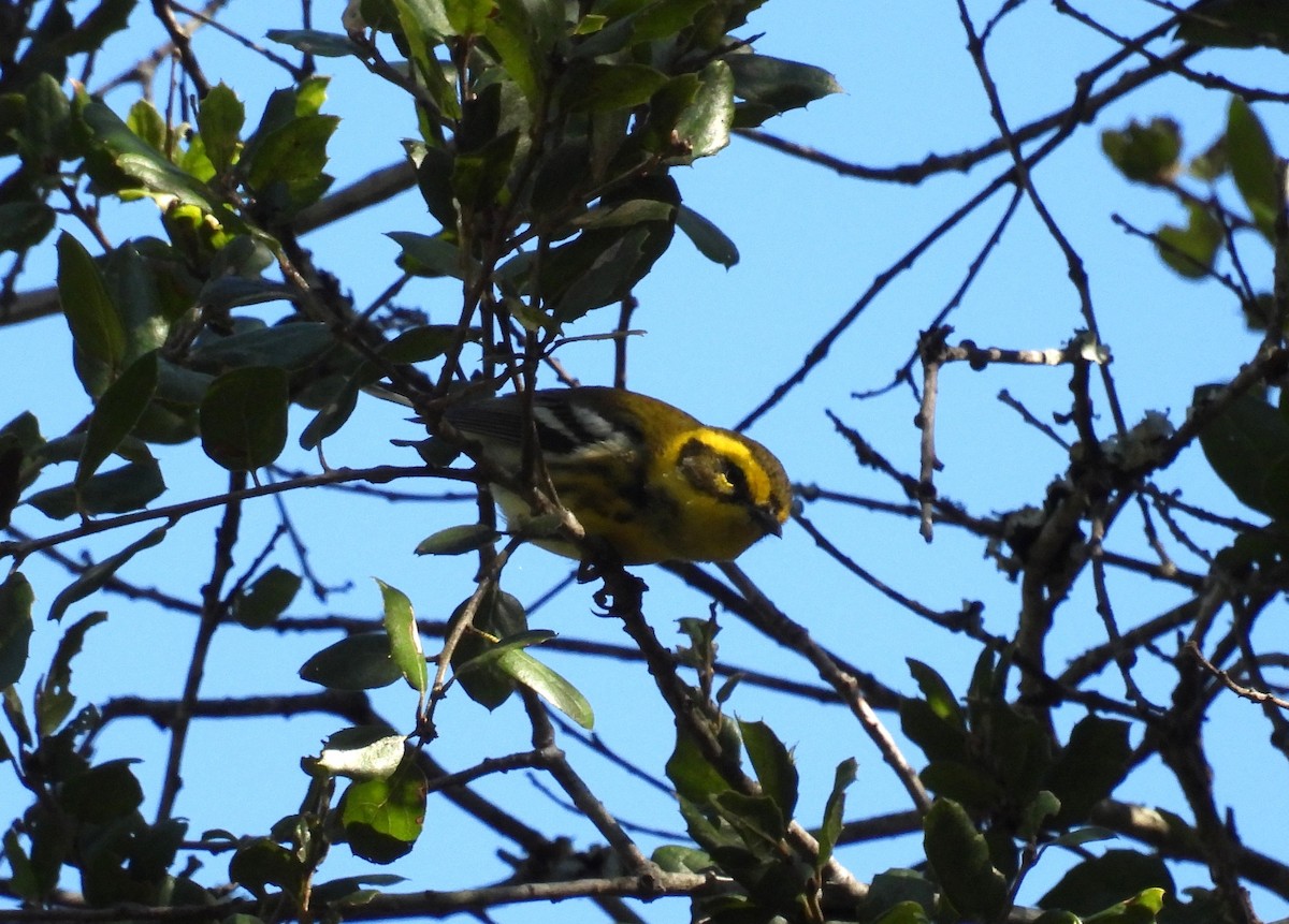 granparula - ML643792265