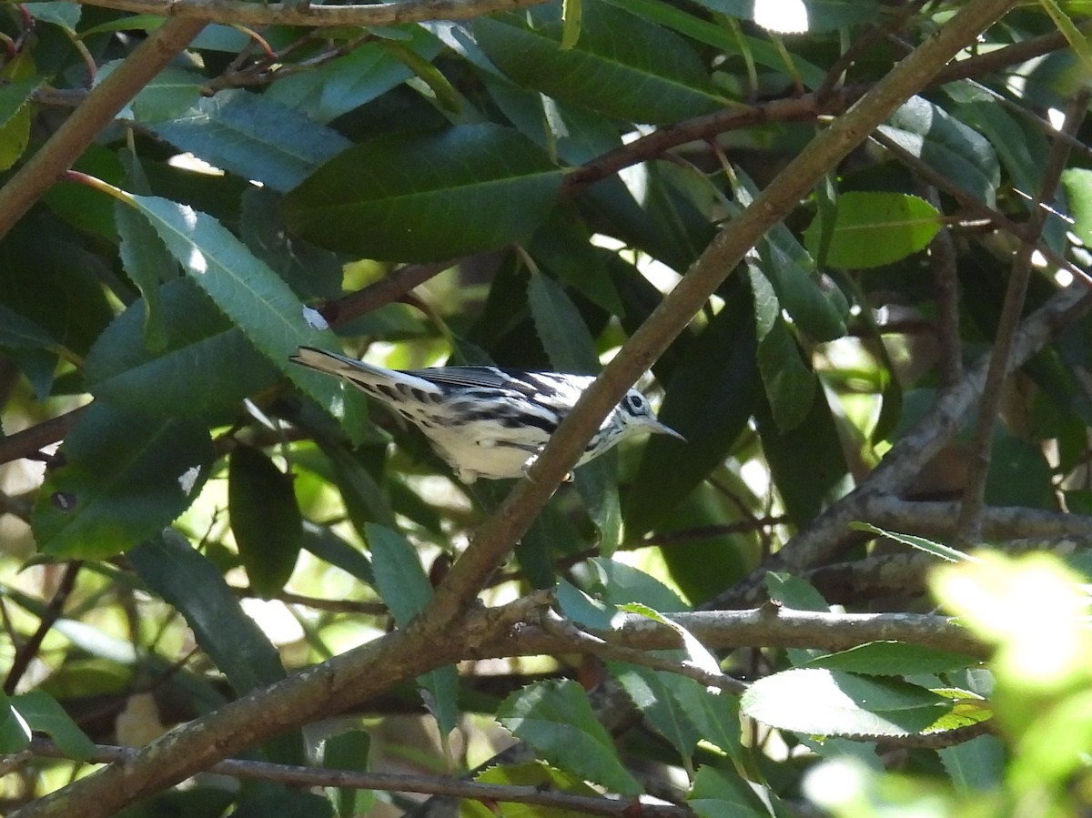 klatreparula - ML643792275