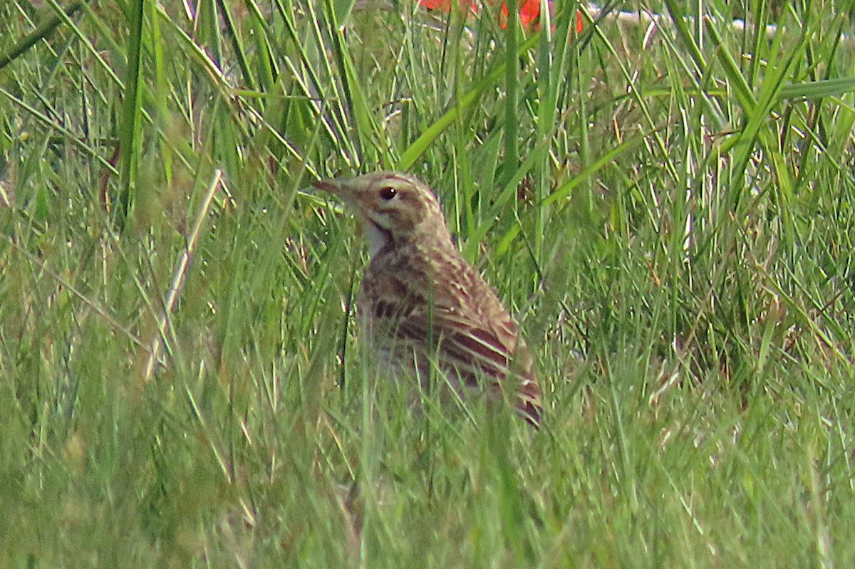 Australian Pipit - ML643792277