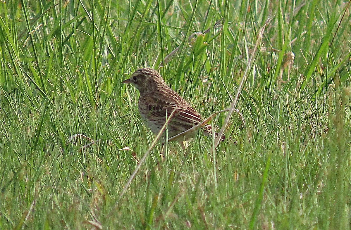 Australian Pipit - ML643792278