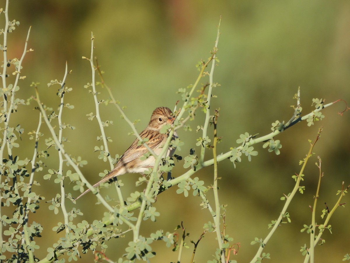 Brewer's Sparrow - ML643792282