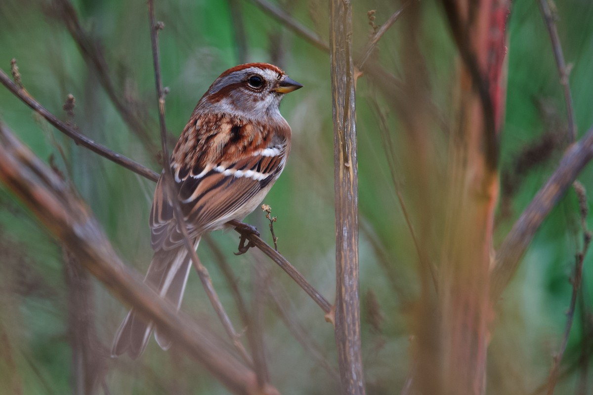 American Tree Sparrow - ML643792291