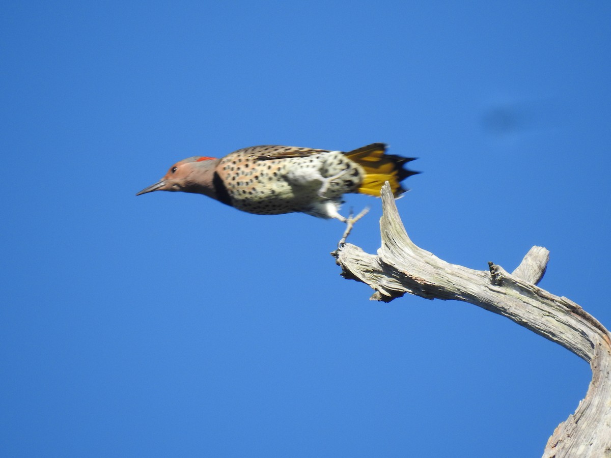 Northern Flicker - ML643792324