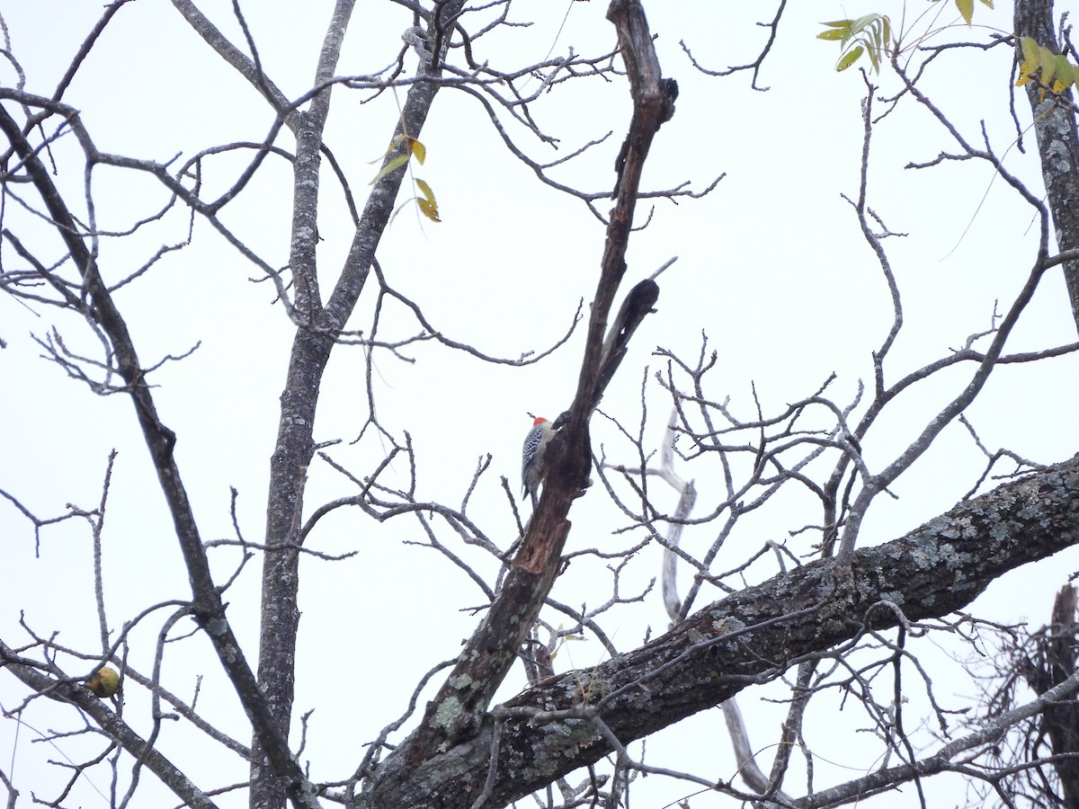 datel karolínský - ML643792327