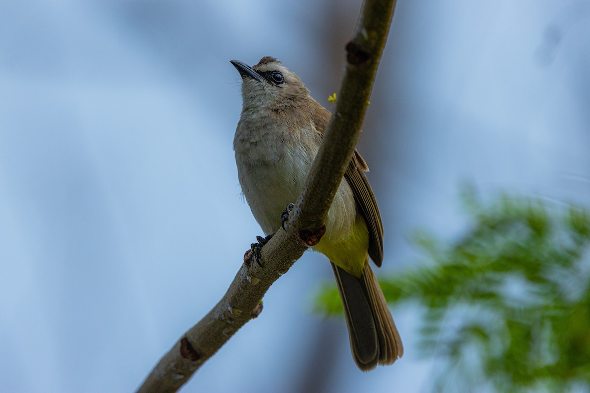 Yellow-vented Bulbul - ML643792334