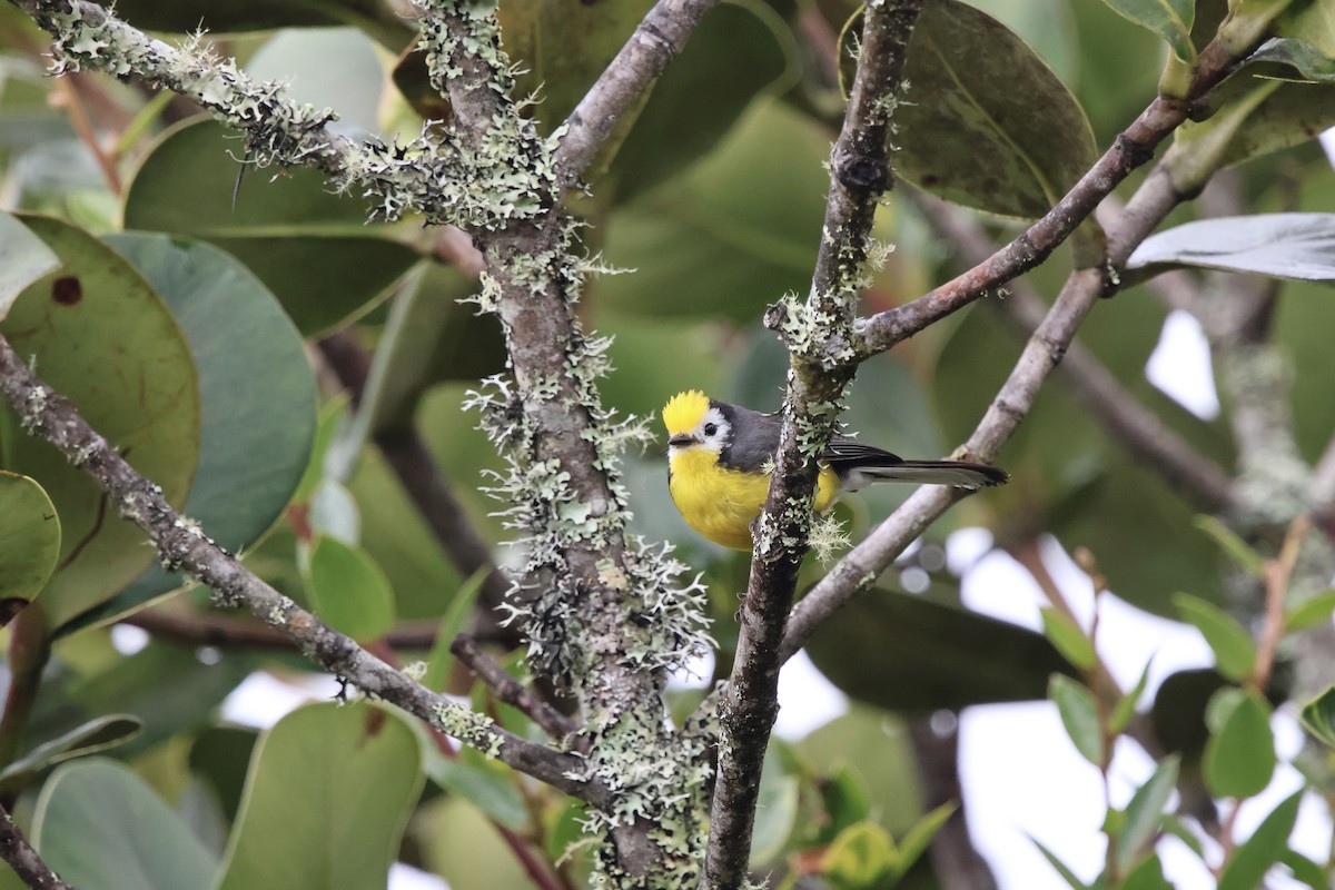 Golden-fronted Redstart - ML643792349