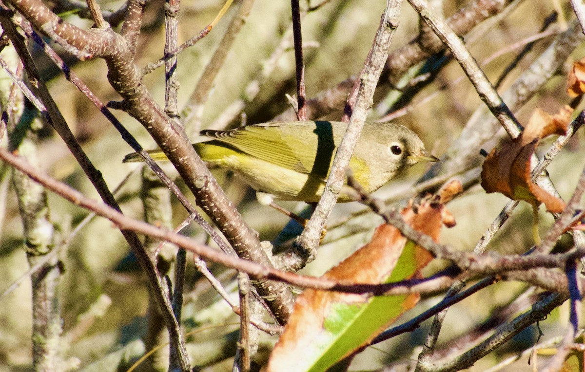 Nashville Warbler - ML643792350