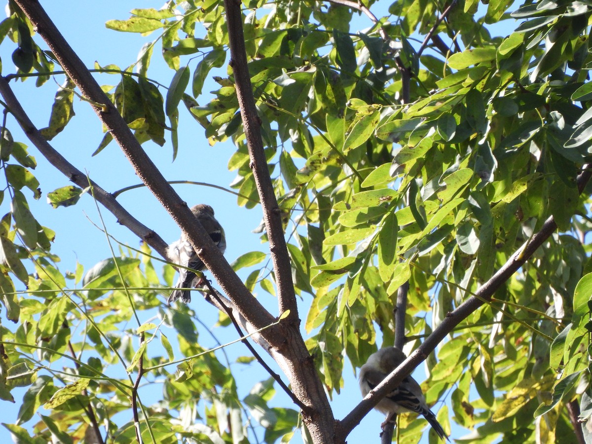 čížek žlutý - ML643792375