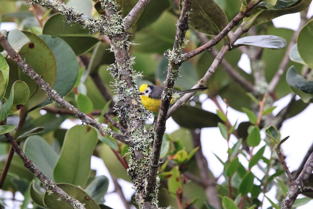 Golden-fronted Redstart - ML643792380