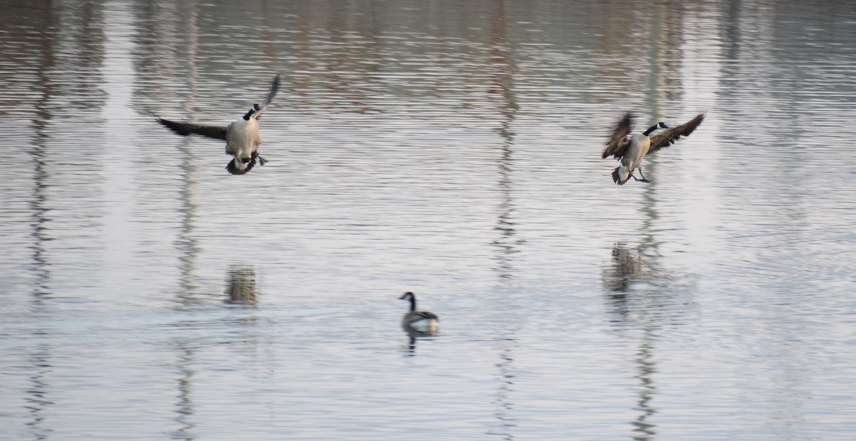 Canada Goose - ML643792381