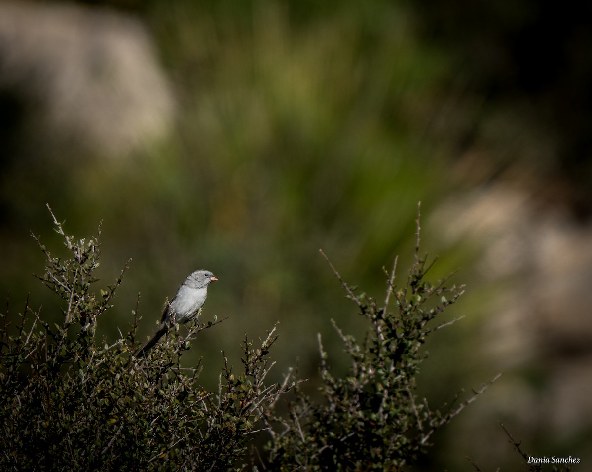 Black-chinned Sparrow - ML643792401