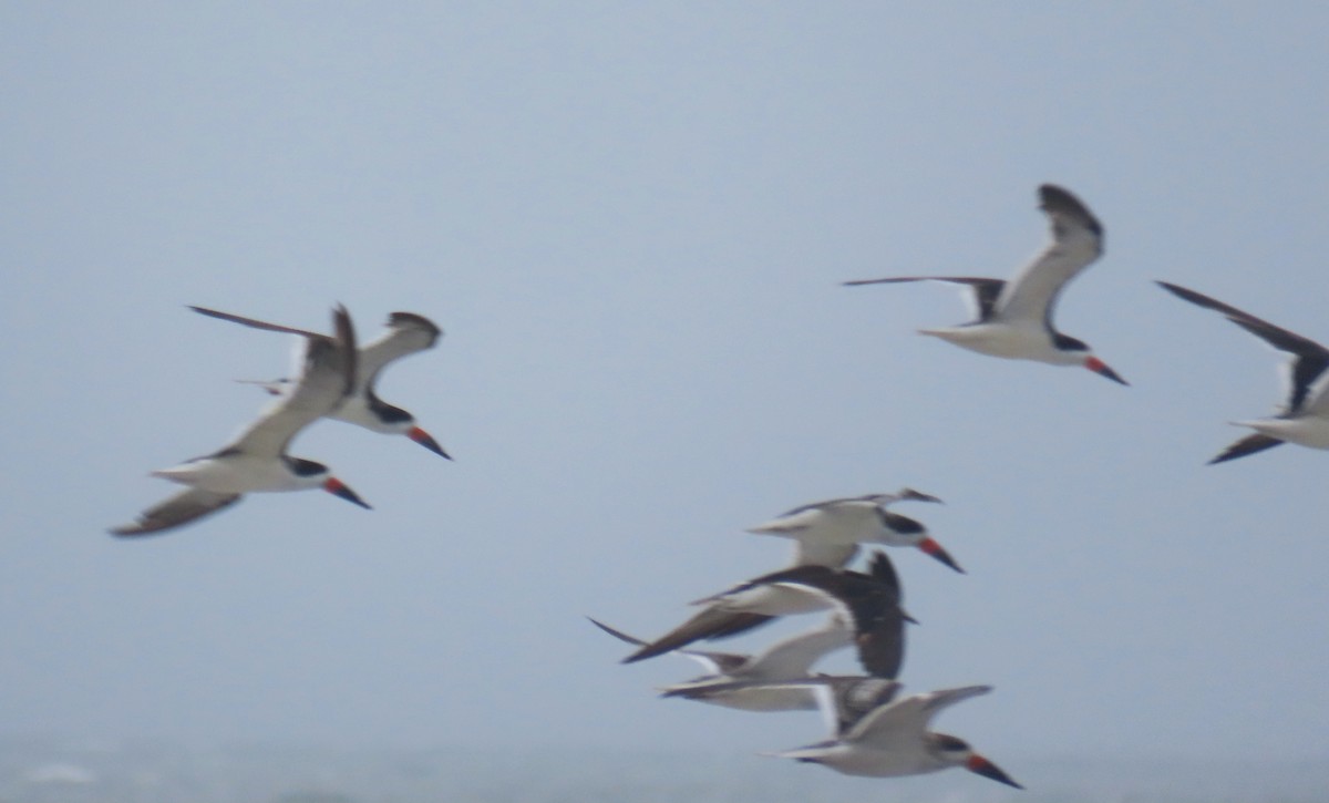 Black Skimmer - ML643792402