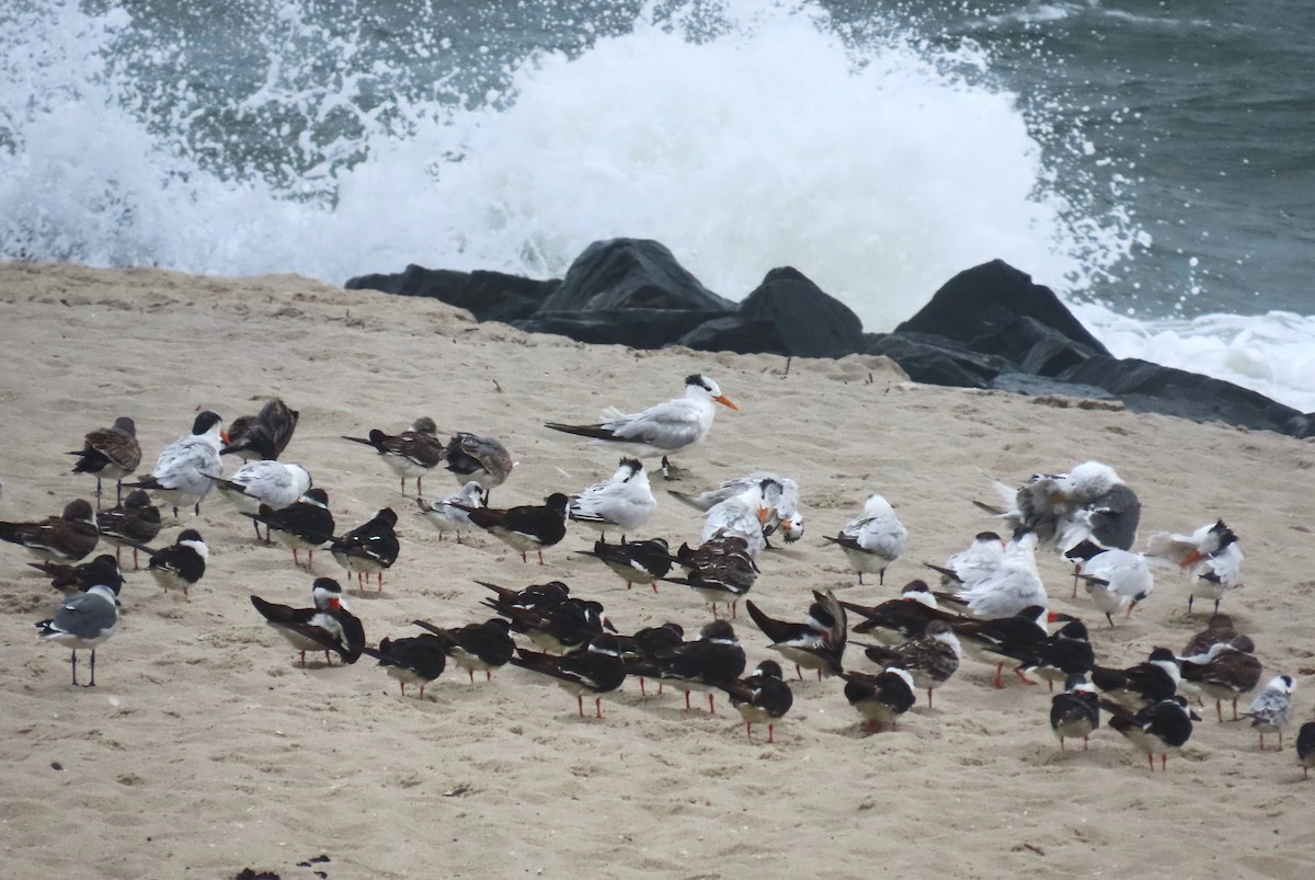 Black Skimmer - ML643792403