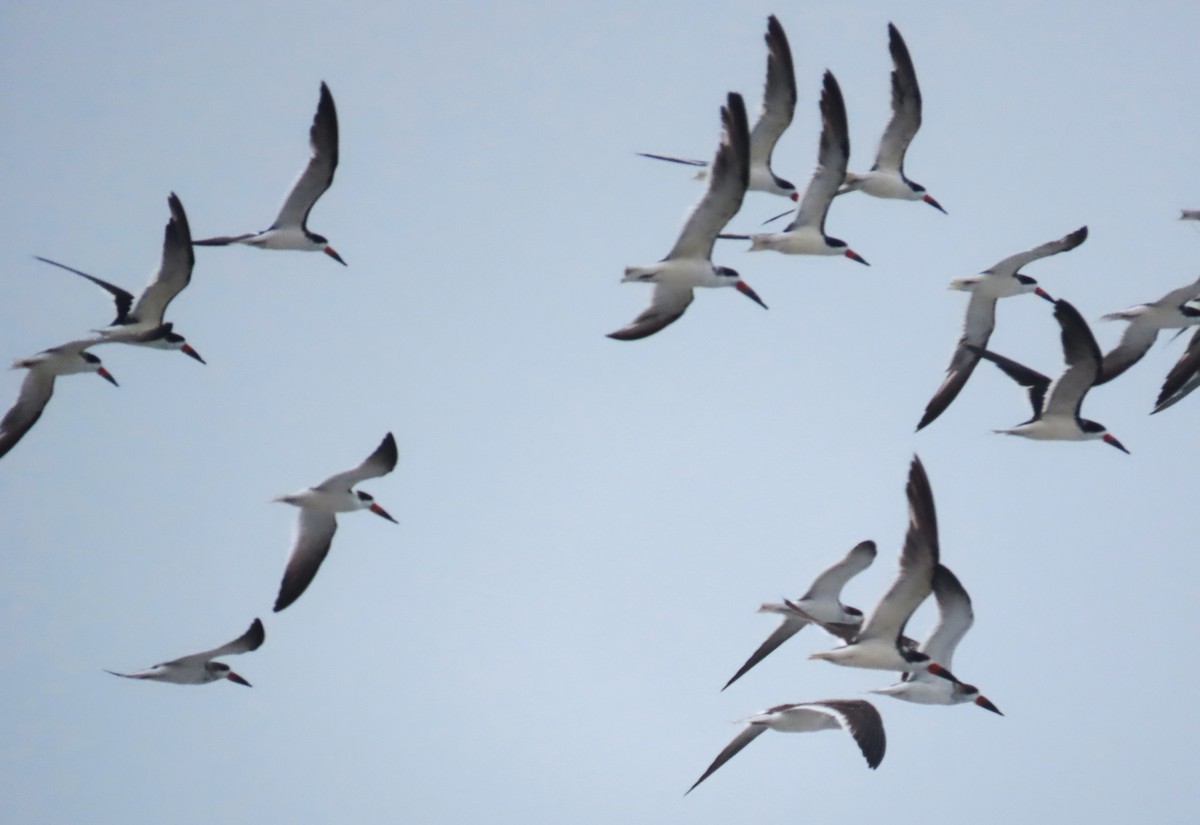 Black Skimmer - ML643792406