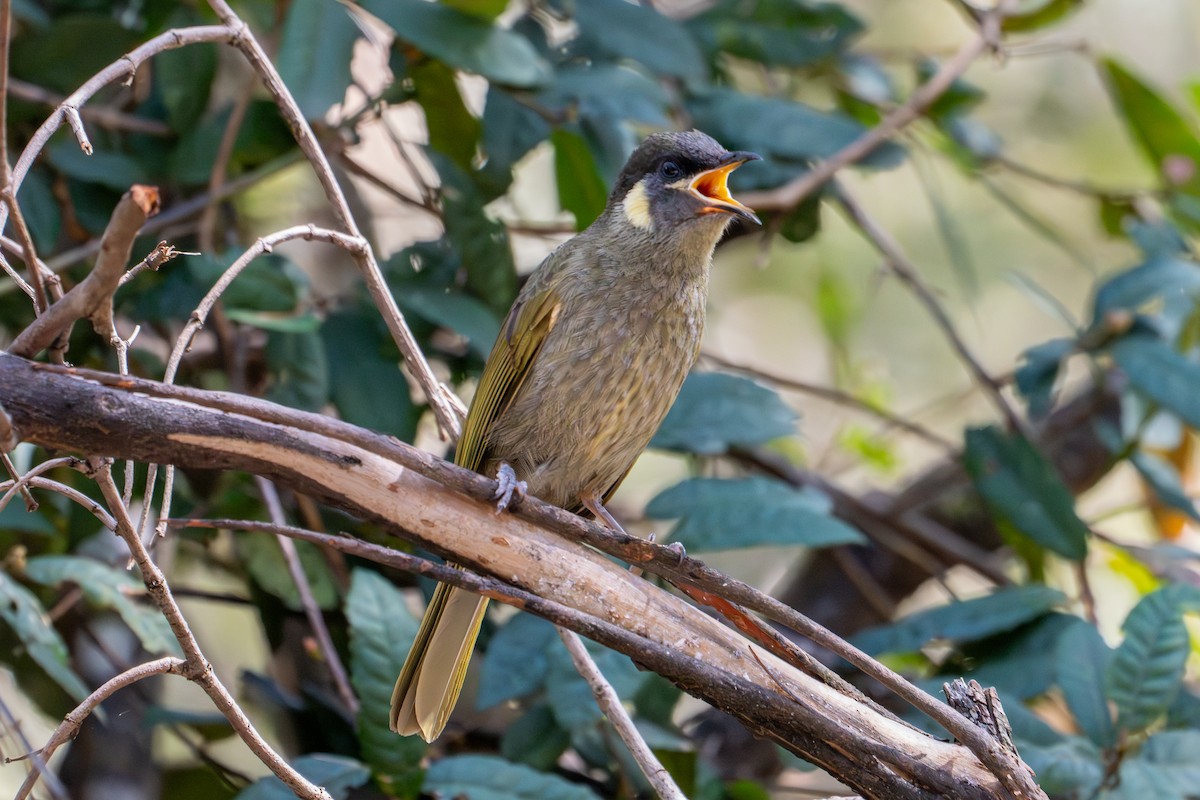 Lewin's Honeyeater - ML643792422