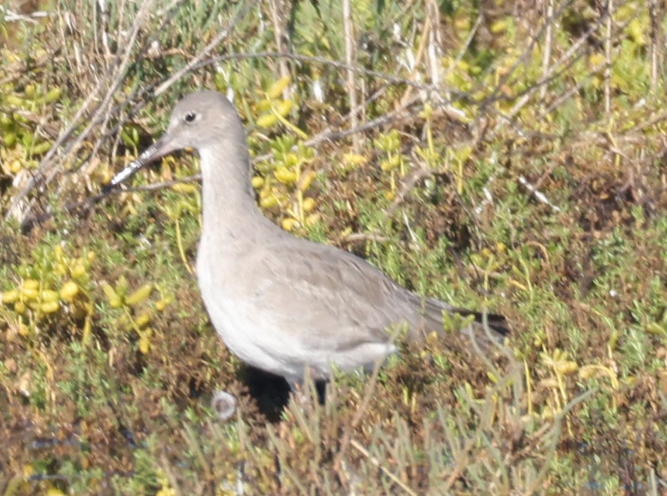 vodouš břehoušovitý - ML643792426