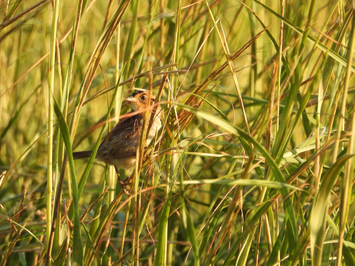 Saltmarsh Sparrow - ML643792432