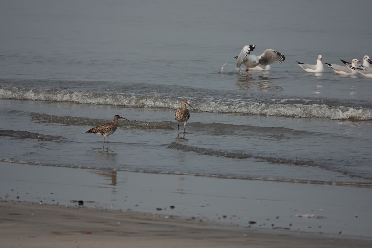 Brown-headed Gull - ML643792434