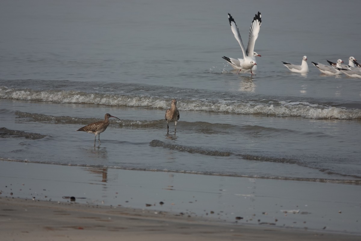 Brown-headed Gull - ML643792435