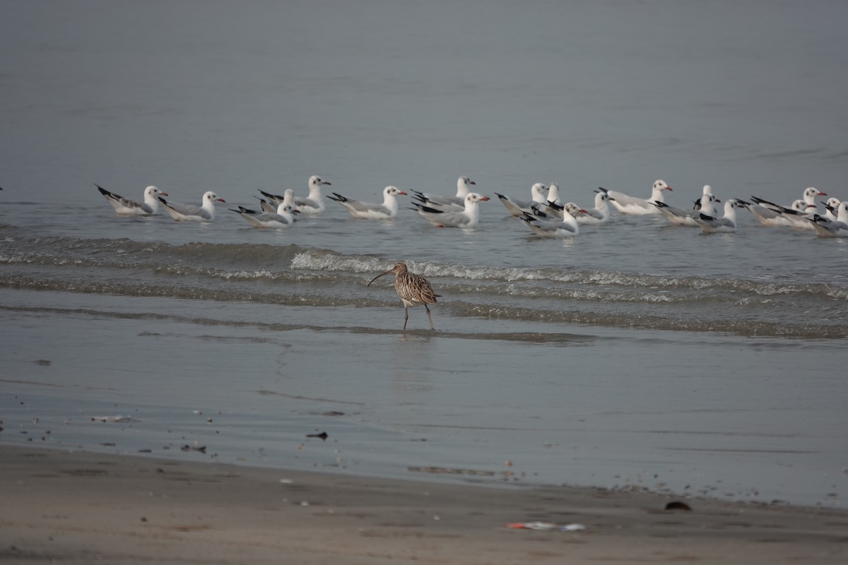 Brown-headed Gull - ML643792436