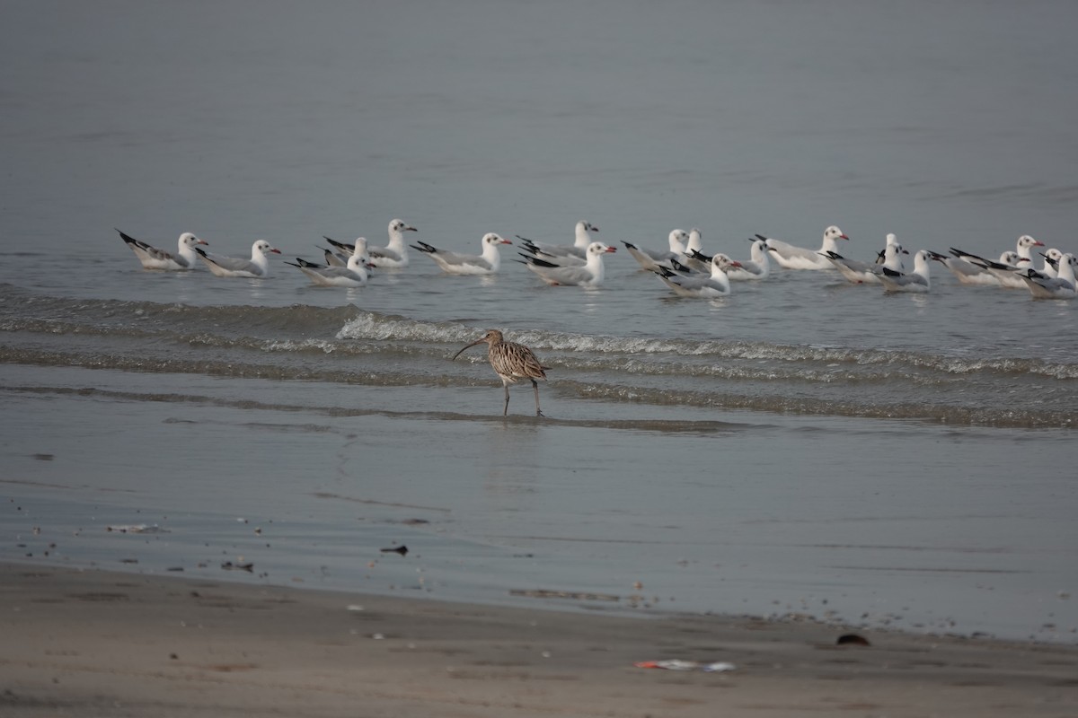 Brown-headed Gull - ML643792437