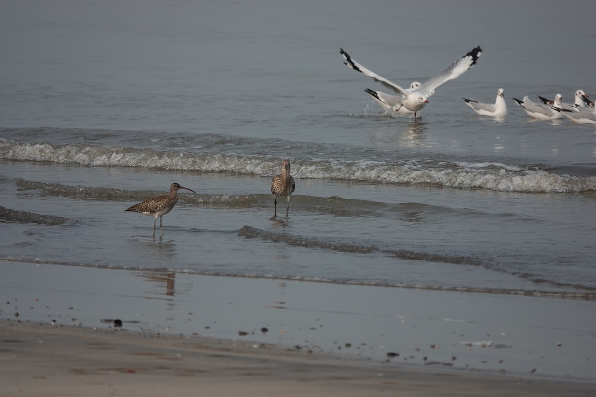 Brown-headed Gull - ML643792438
