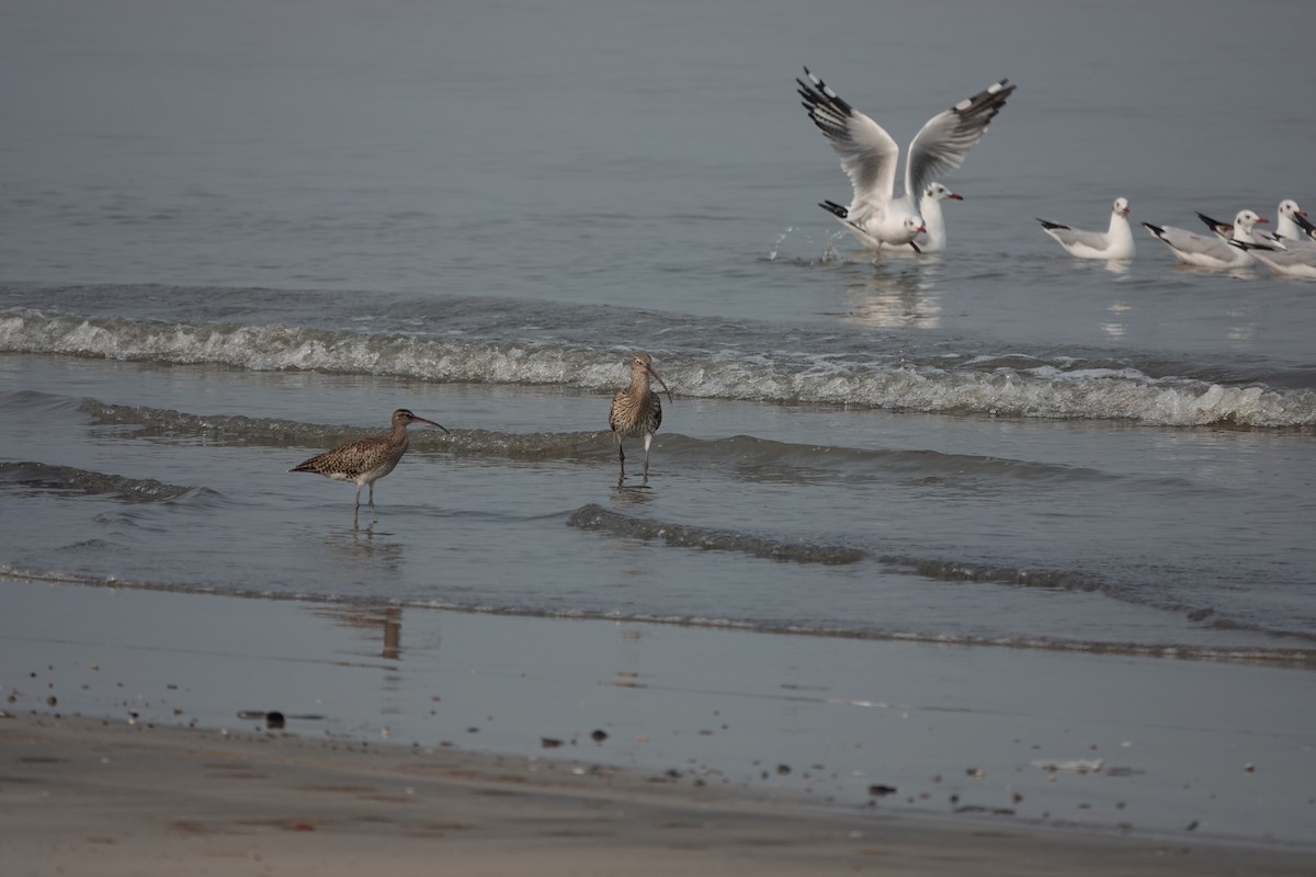 Brown-headed Gull - ML643792439