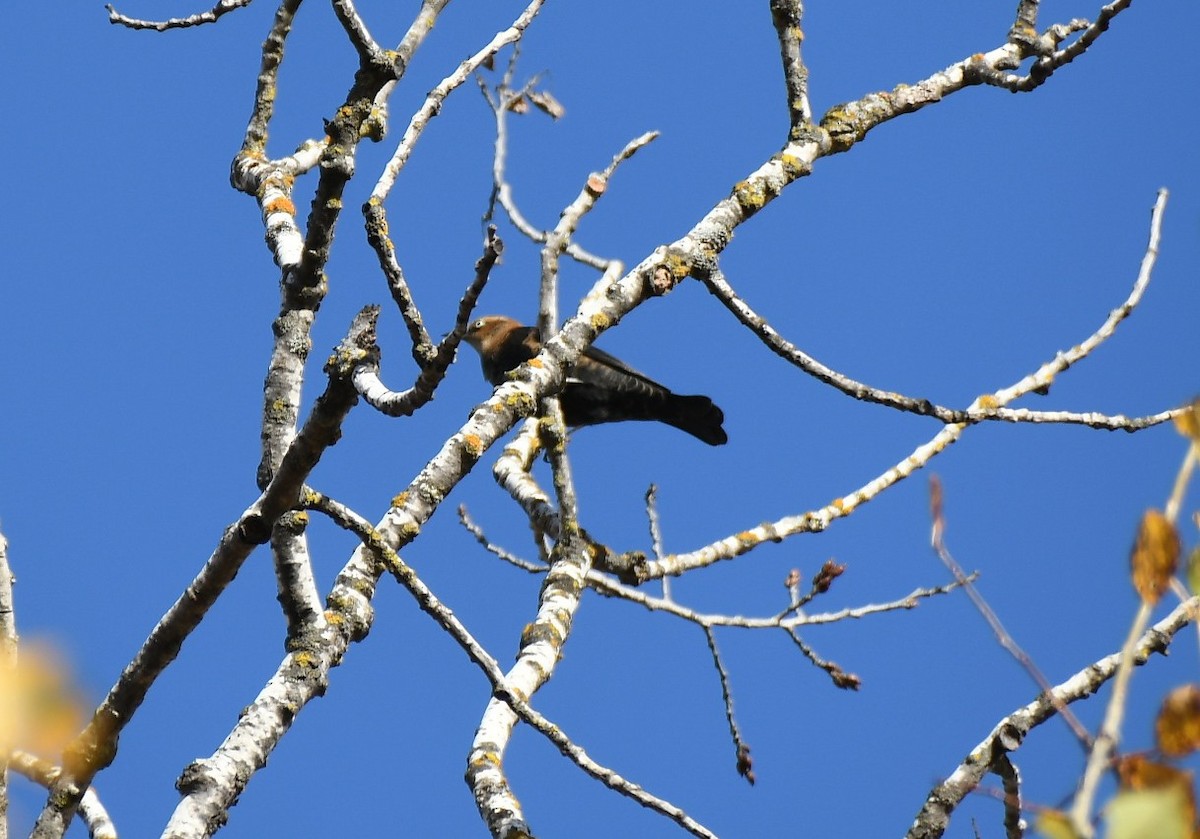 Rusty Blackbird - ML643792441