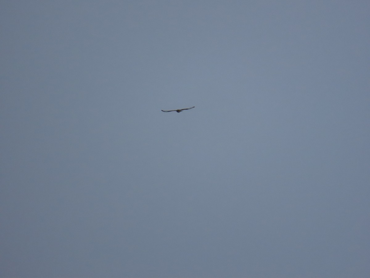 Rough-legged Hawk - ML643792445