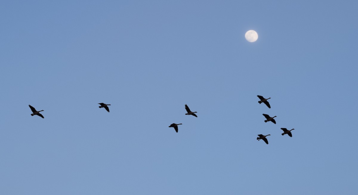 Canada Goose - ML643792447
