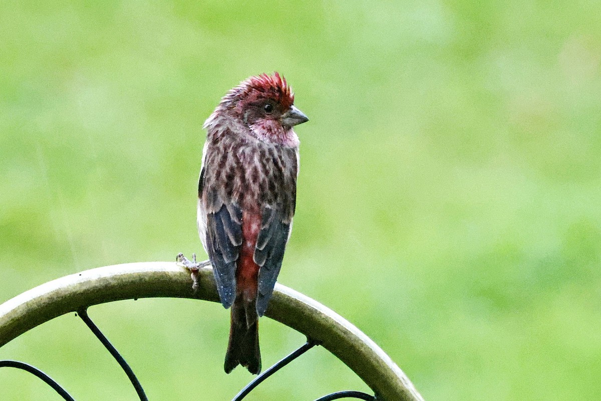 Purple Finch - ML643792449