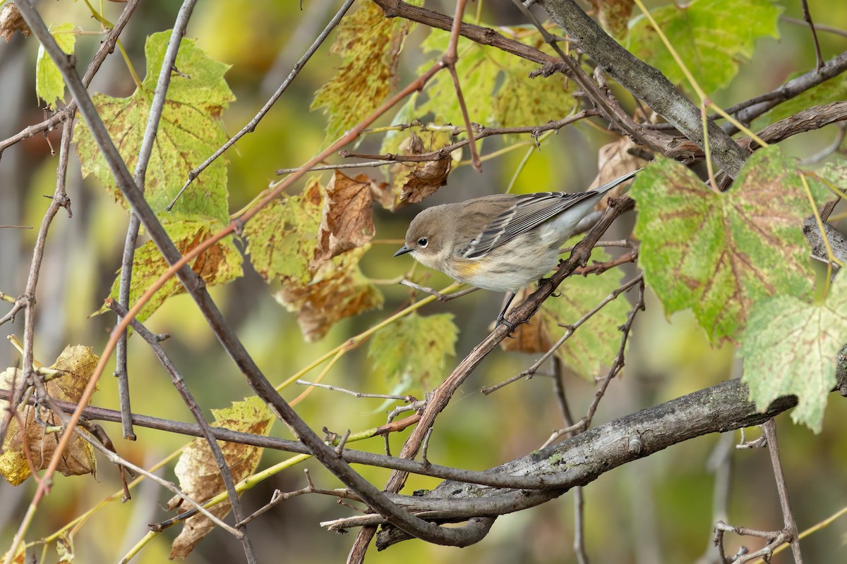 Yellow-rumped Warbler (Myrtle) - ML643792456