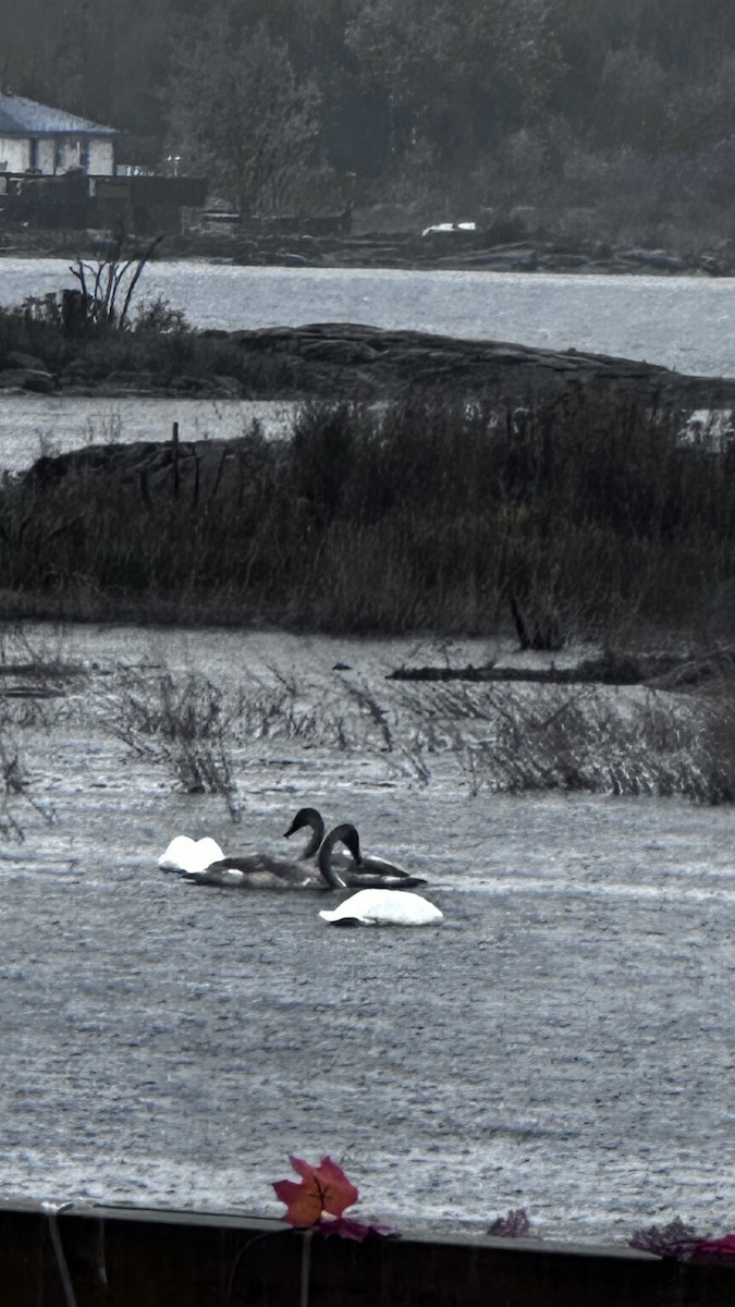 Trumpeter Swan - ML643792457