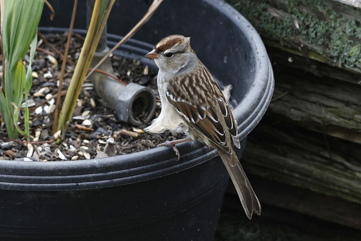 White-crowned Sparrow - ML643792458