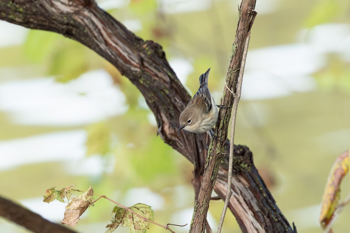 Yellow-rumped Warbler (Myrtle) - ML643792470
