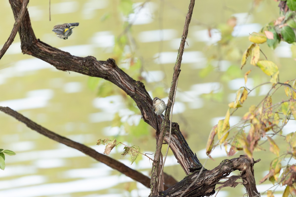 Yellow-rumped Warbler (Myrtle) - ML643792476
