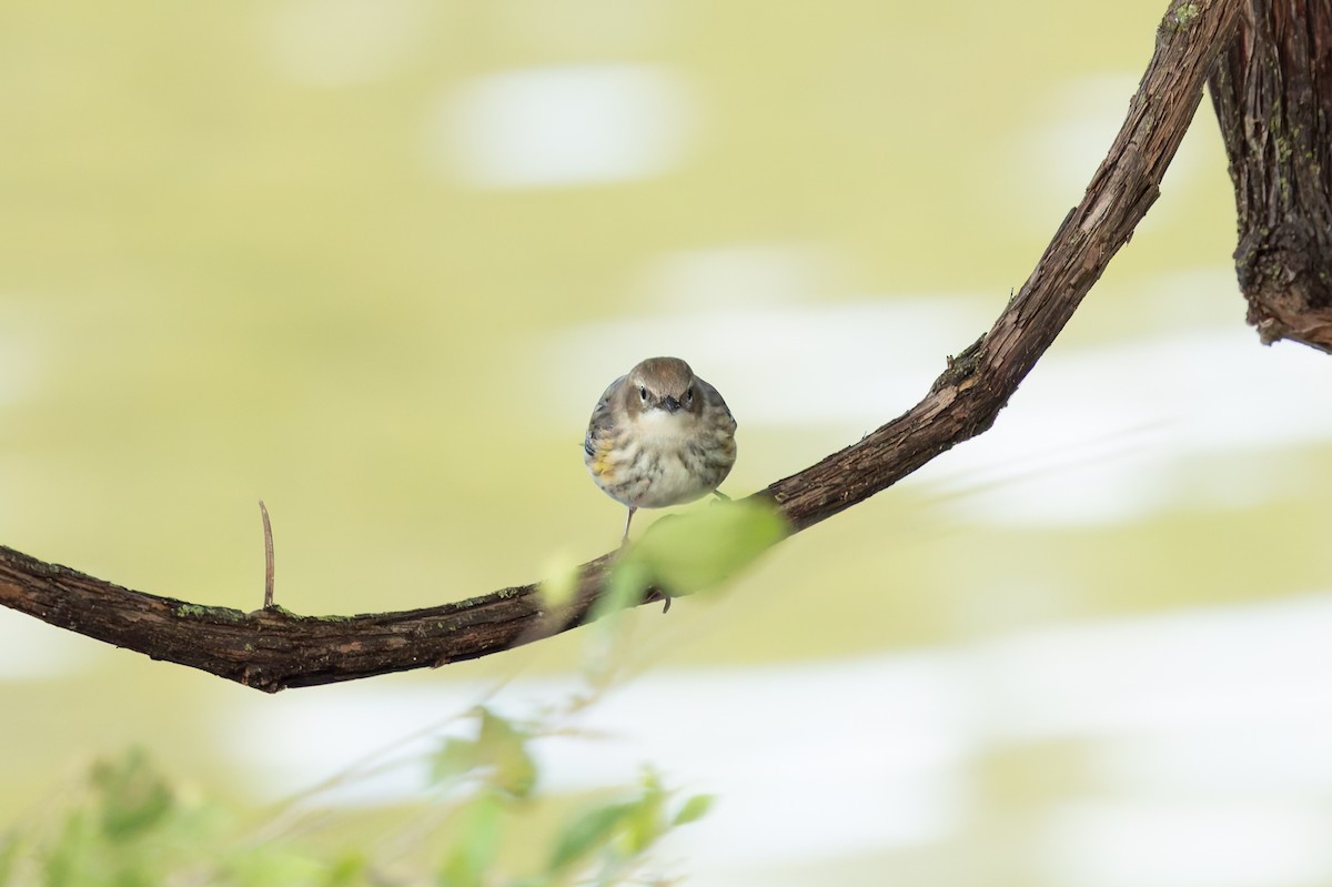 Yellow-rumped Warbler (Myrtle) - ML643792481