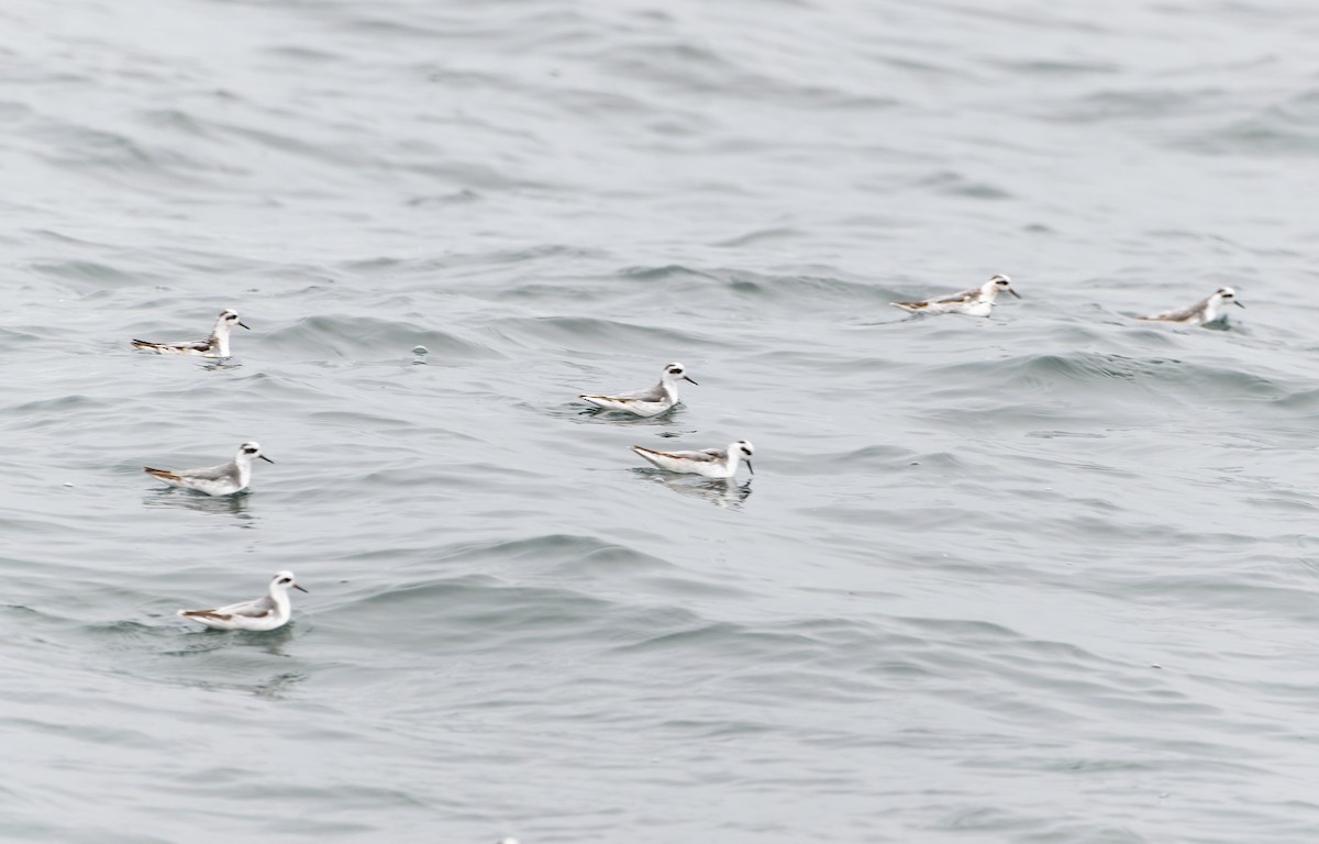 灰瓣足鷸 - ML643792496