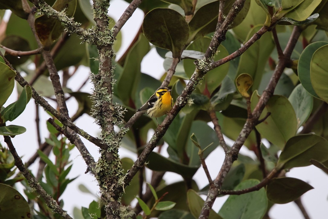 Blackburnian Warbler - ML643792508